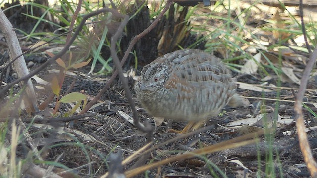 Painted Buttonquail - ML454348931