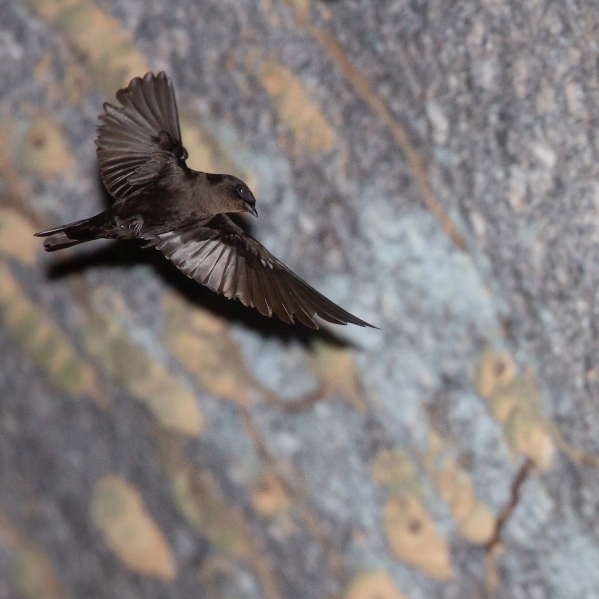 Forest Swallow - ML454352781
