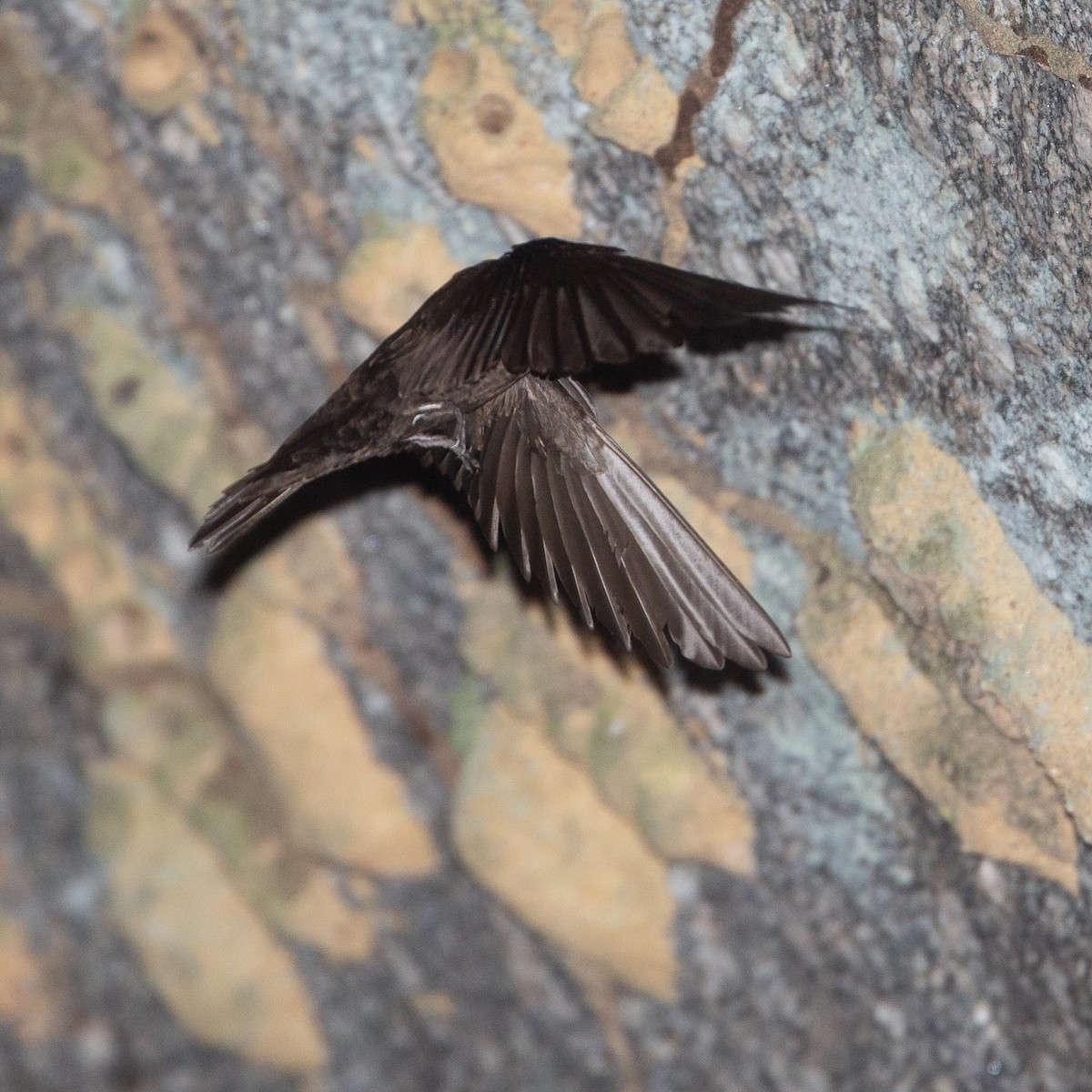 Forest Swallow - ML454352911