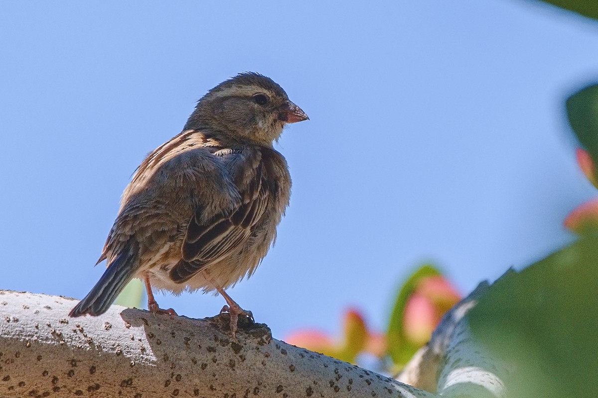 Dead Sea Sparrow - ML454355081