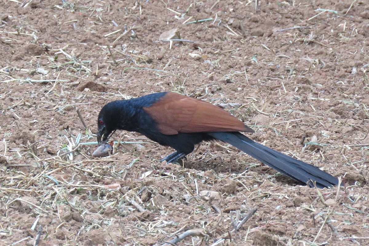 Greater Coucal - ML454356101