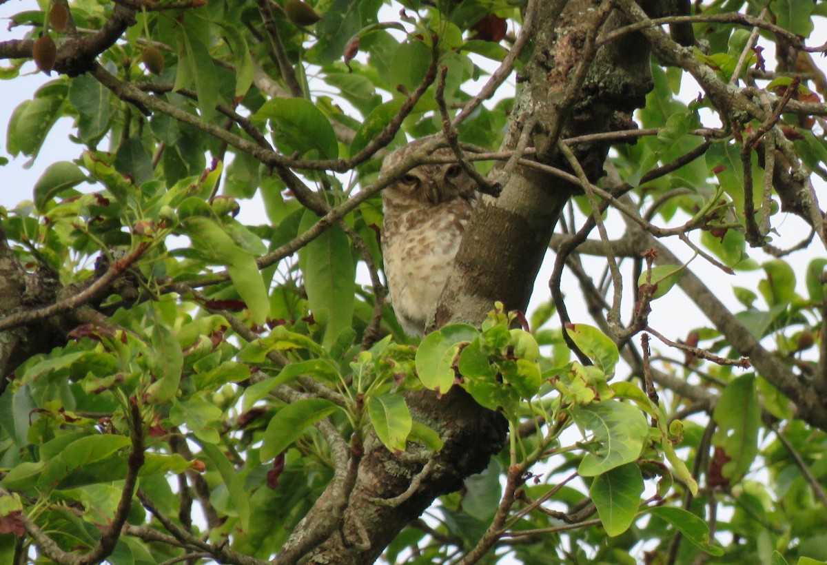 Spotted Owlet - ML454356301