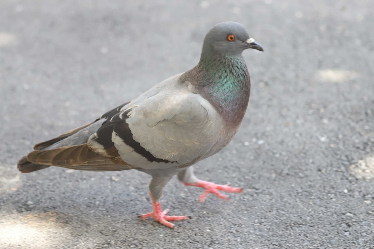 Rock Pigeon (Feral Pigeon) - ML454367621