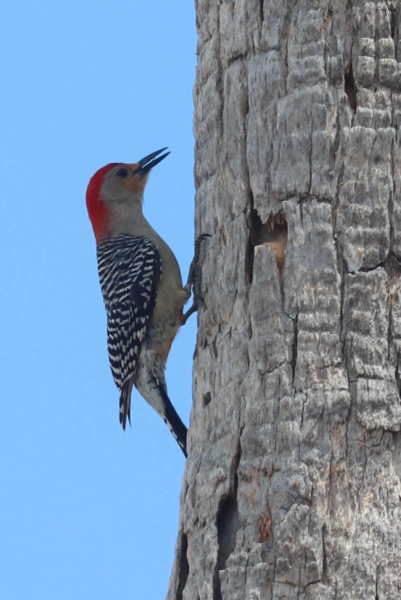 Red-bellied Woodpecker - ML454367681