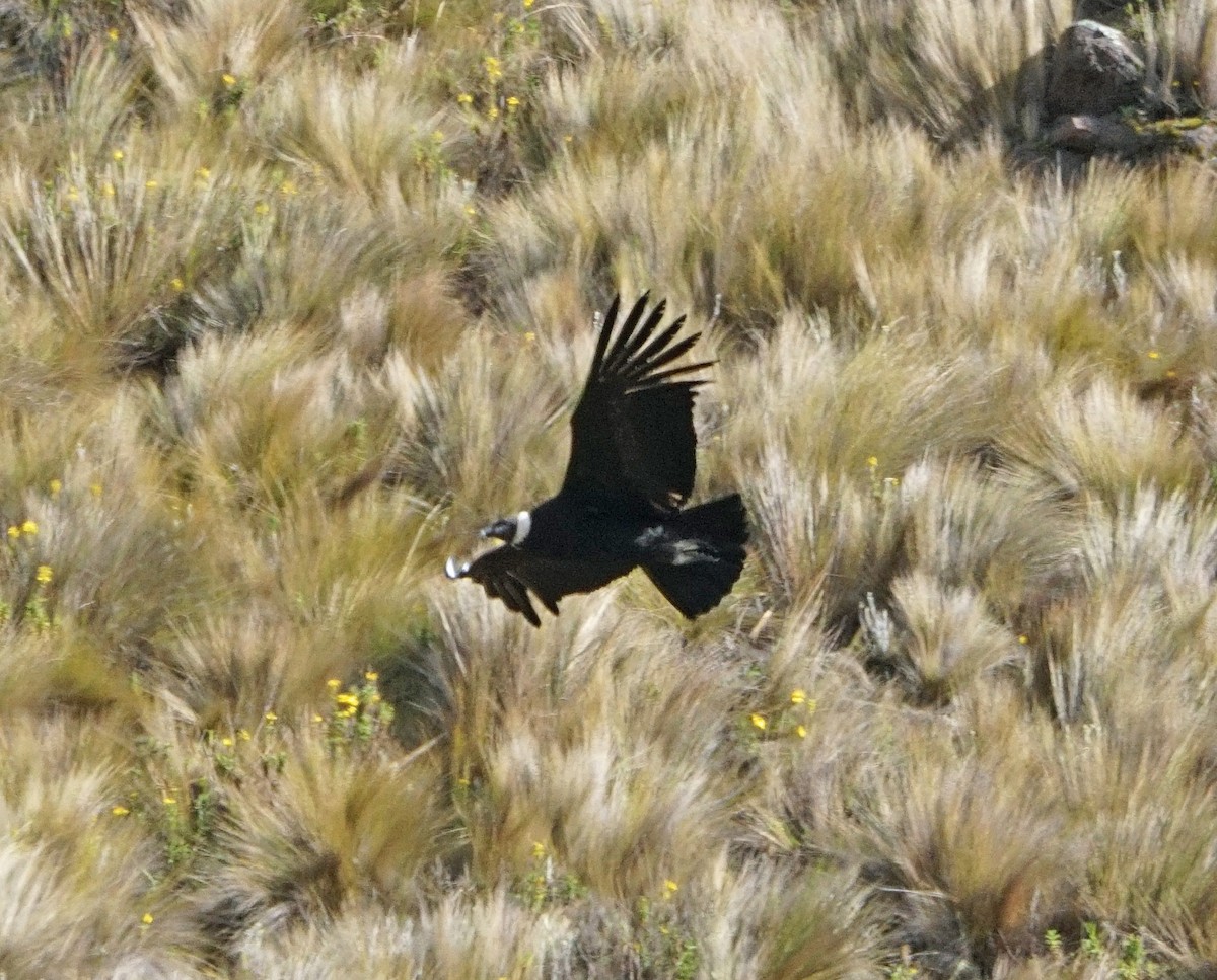 Andean Condor - ML45436771