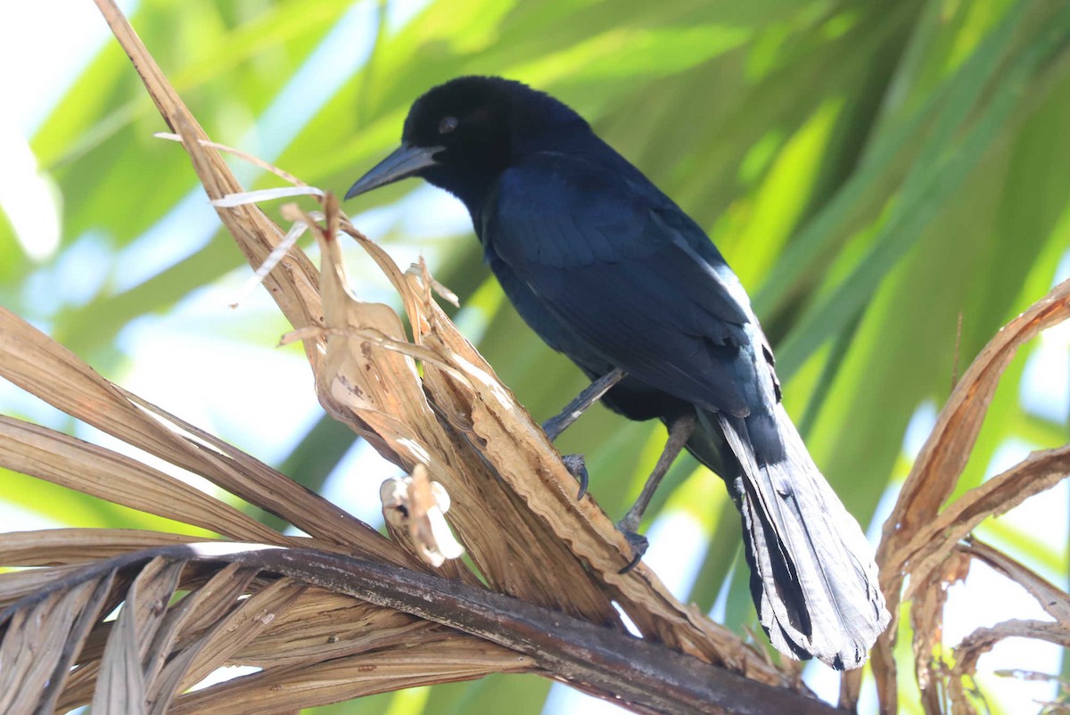 Boat-tailed Grackle - ML454367761