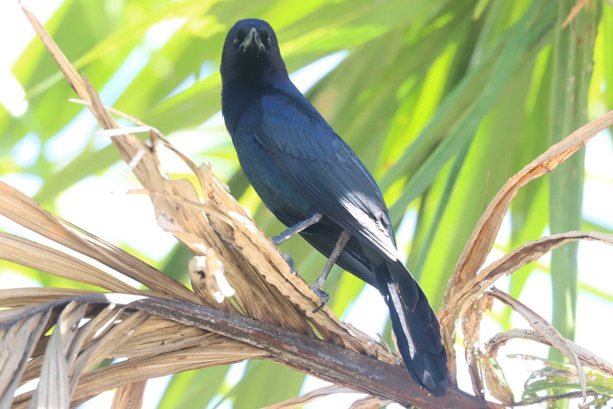 Boat-tailed Grackle - ML454367781