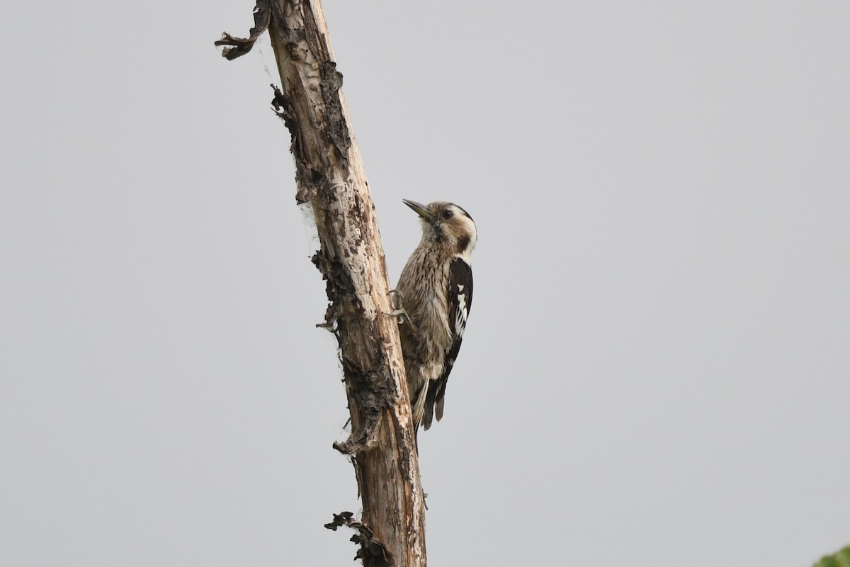 Gray-capped Pygmy Woodpecker - Oriental Stork