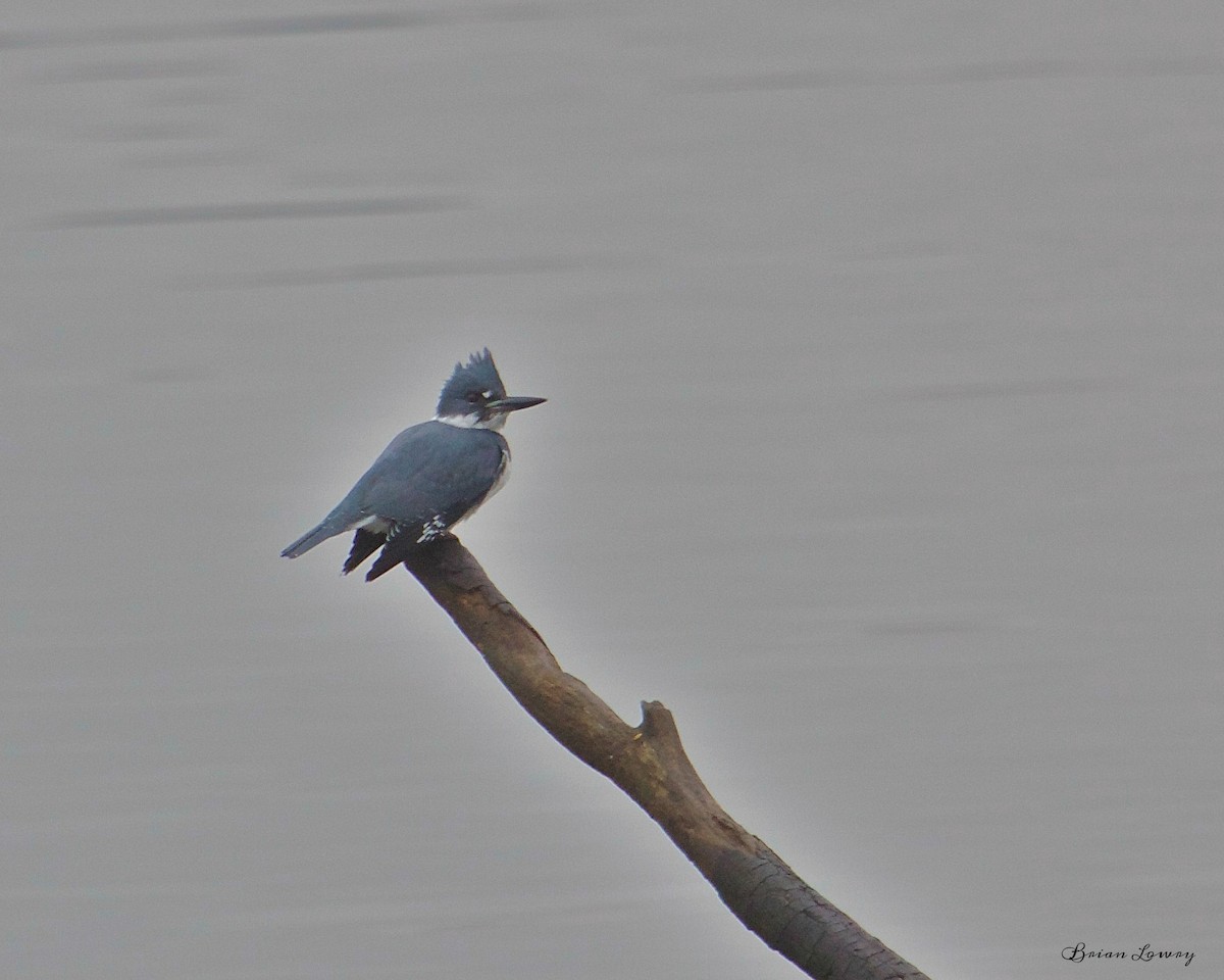 Belted Kingfisher - ML45438731