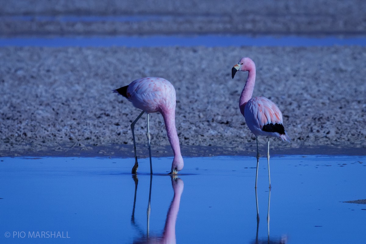 Andean Flamingo - ML454390991