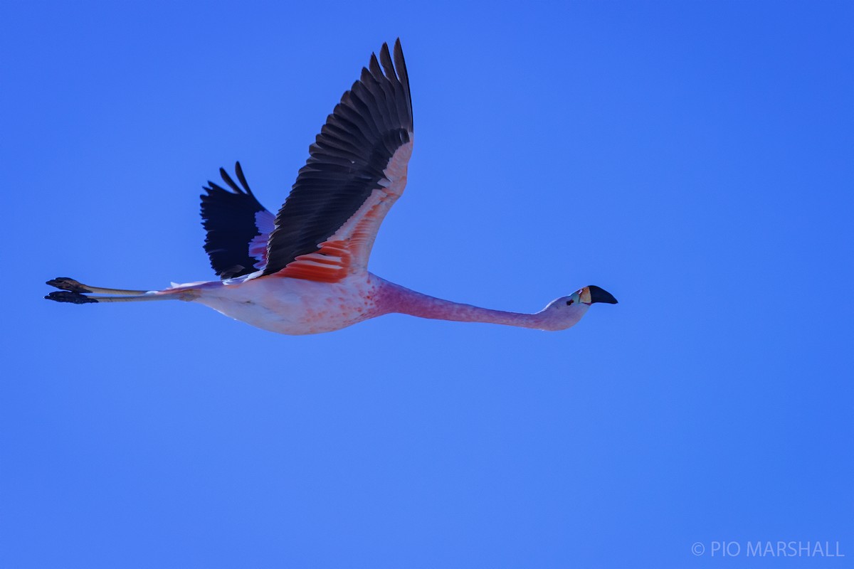 Andean Flamingo - ML454391031