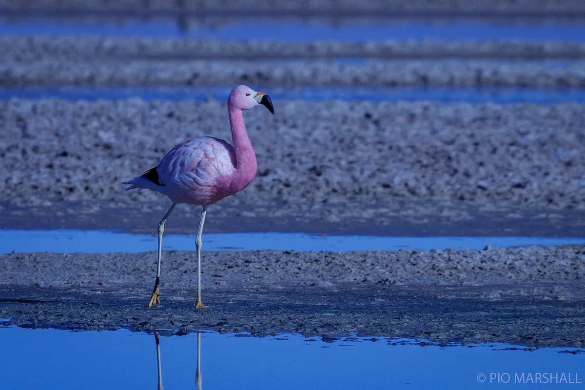 Andean Flamingo - ML454391041