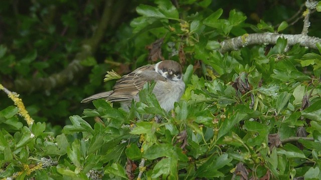 Eurasian Tree Sparrow - ML454395331
