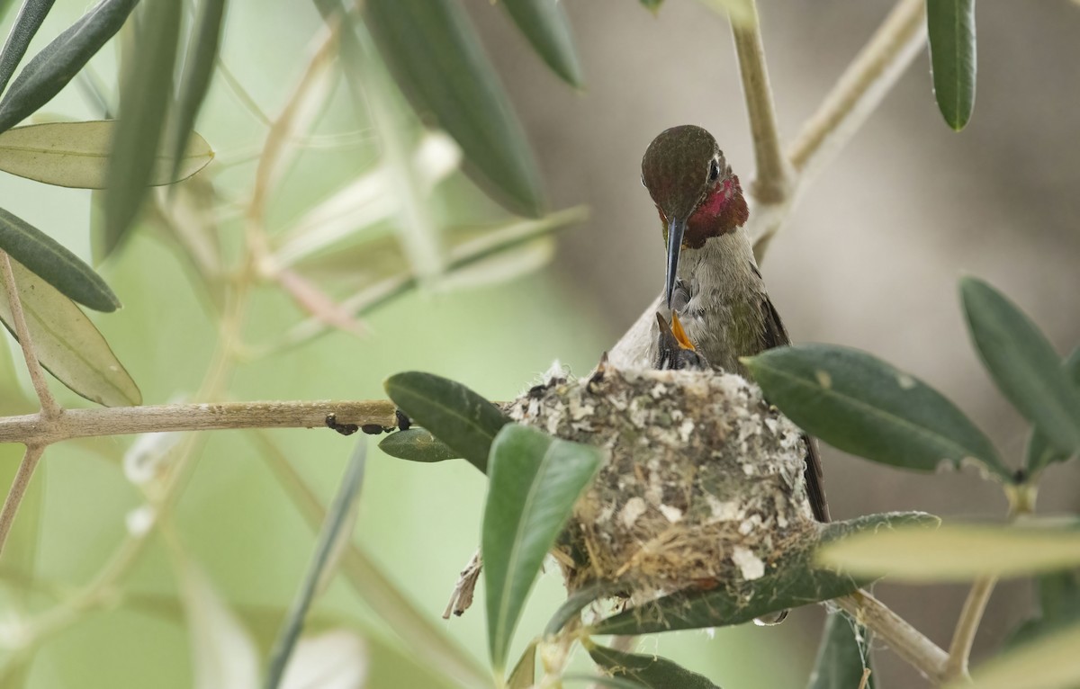 Anna's Hummingbird - ML454398941