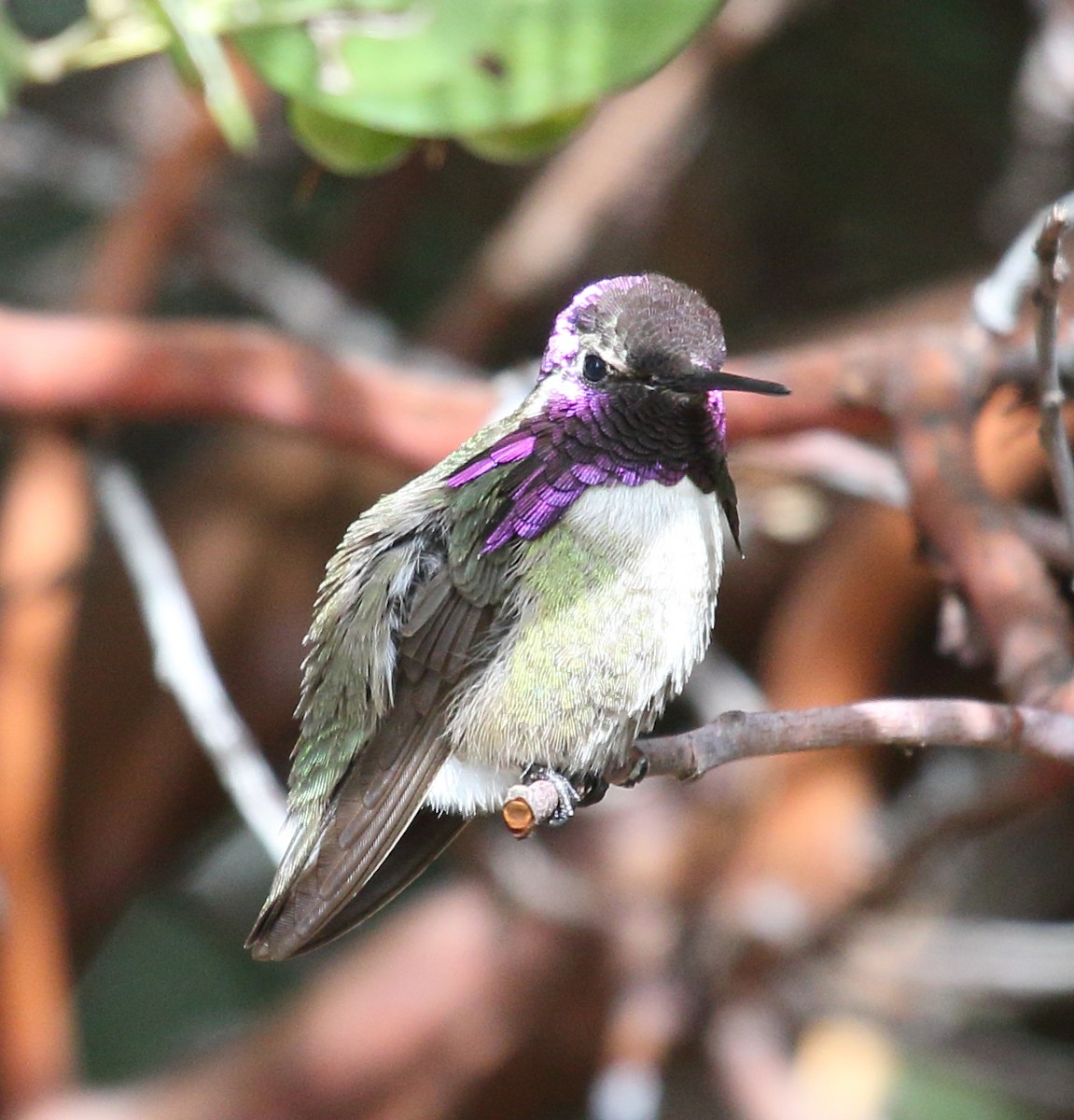 Costa's Hummingbird - Steve Huckabone