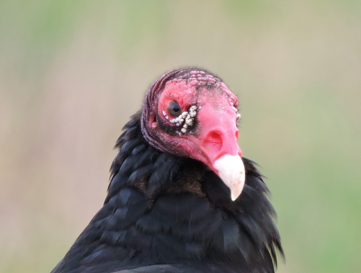 Turkey Vulture - S. K.  Jones