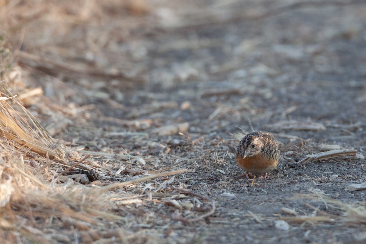 Red-chested Buttonquail - ML454421081