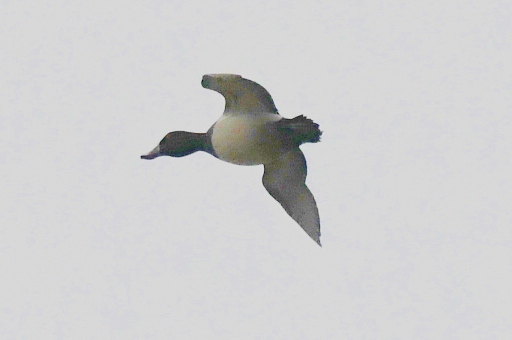 Ring-necked Duck - ML45442241