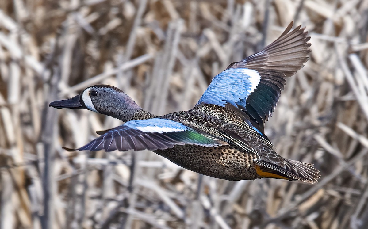 Blue-winged Teal - ML454423631