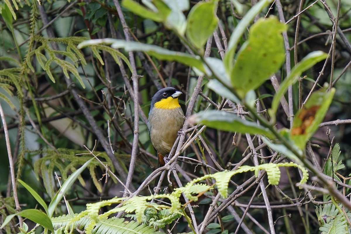 Yellow-throated Tanager - ML454430451