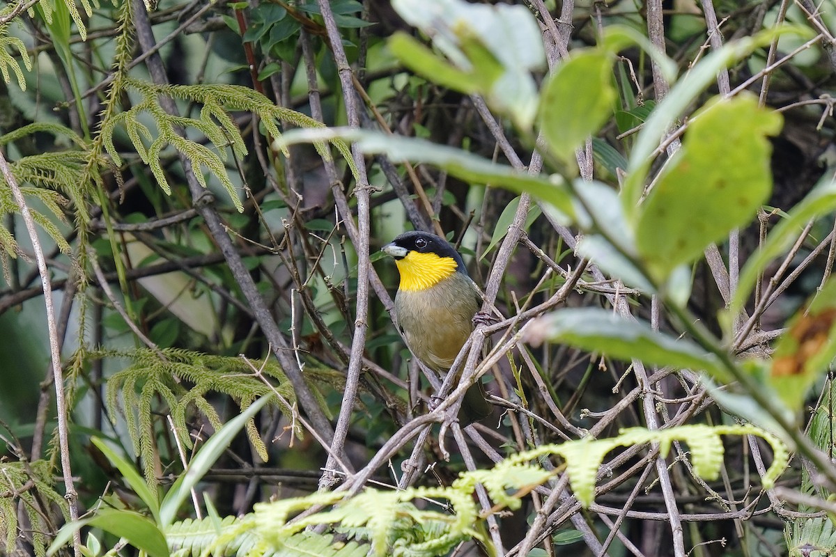 Yellow-throated Tanager - ML454430591