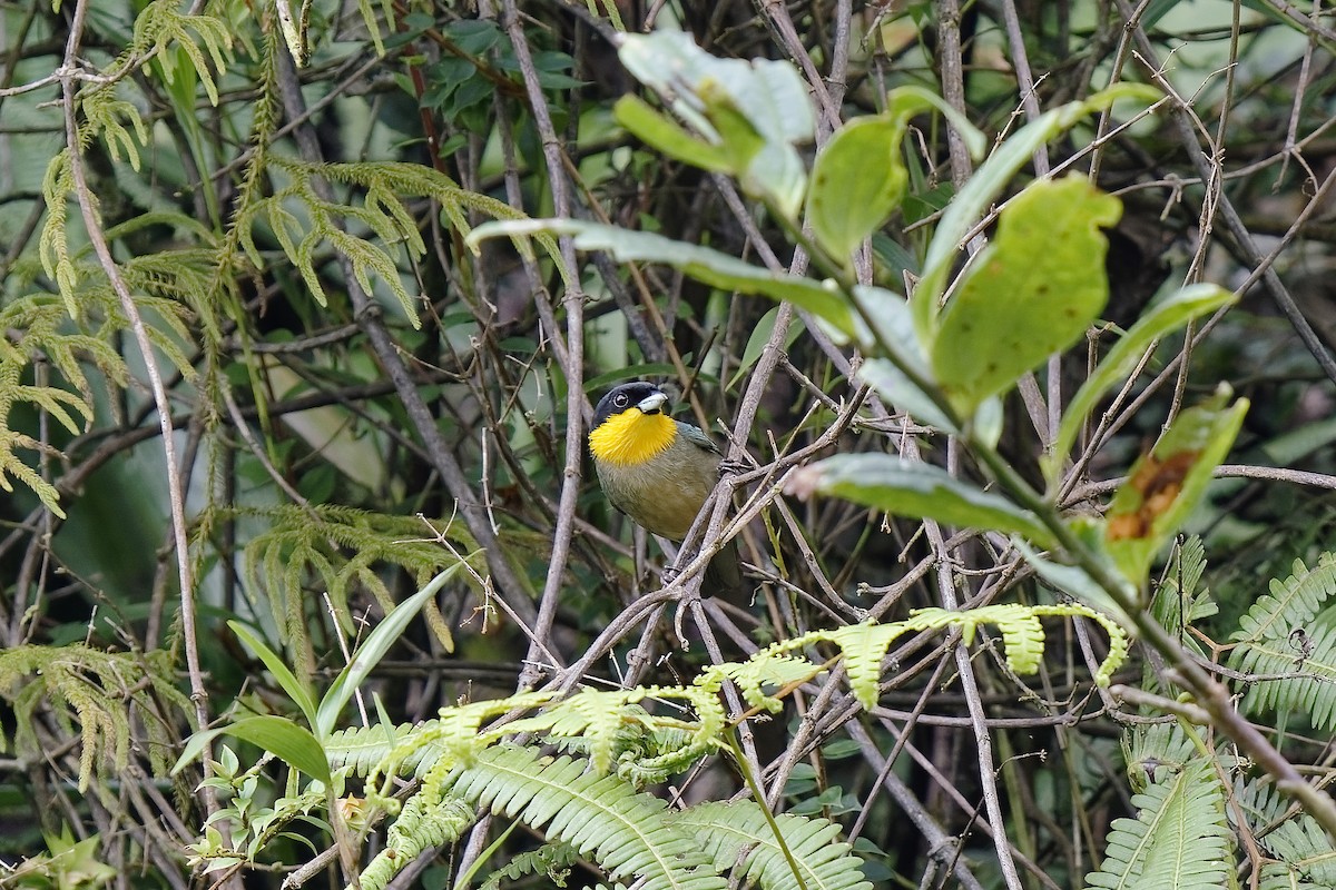 Yellow-throated Tanager - ML454430741