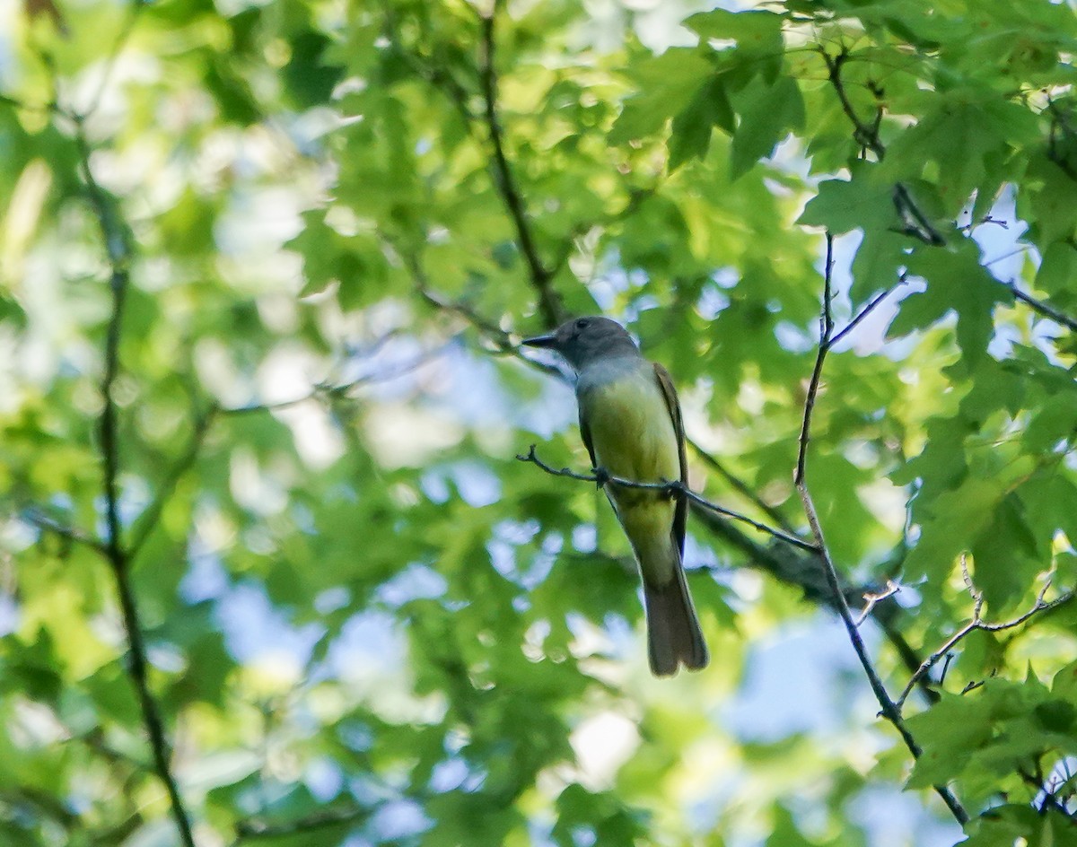Great Crested Flycatcher - ML454435471