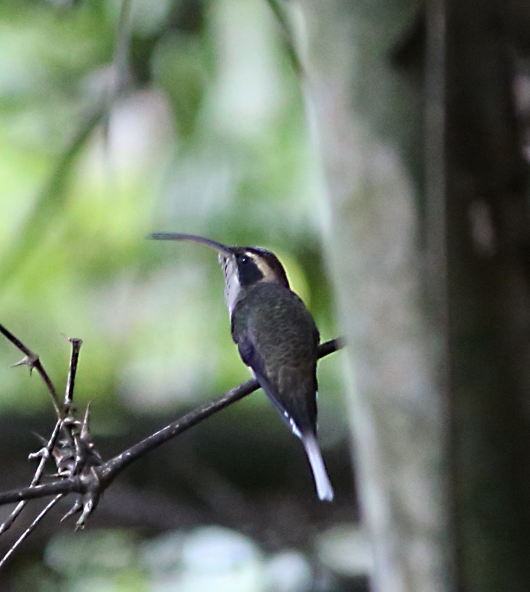 Scale-throated Hermit - ML45443881