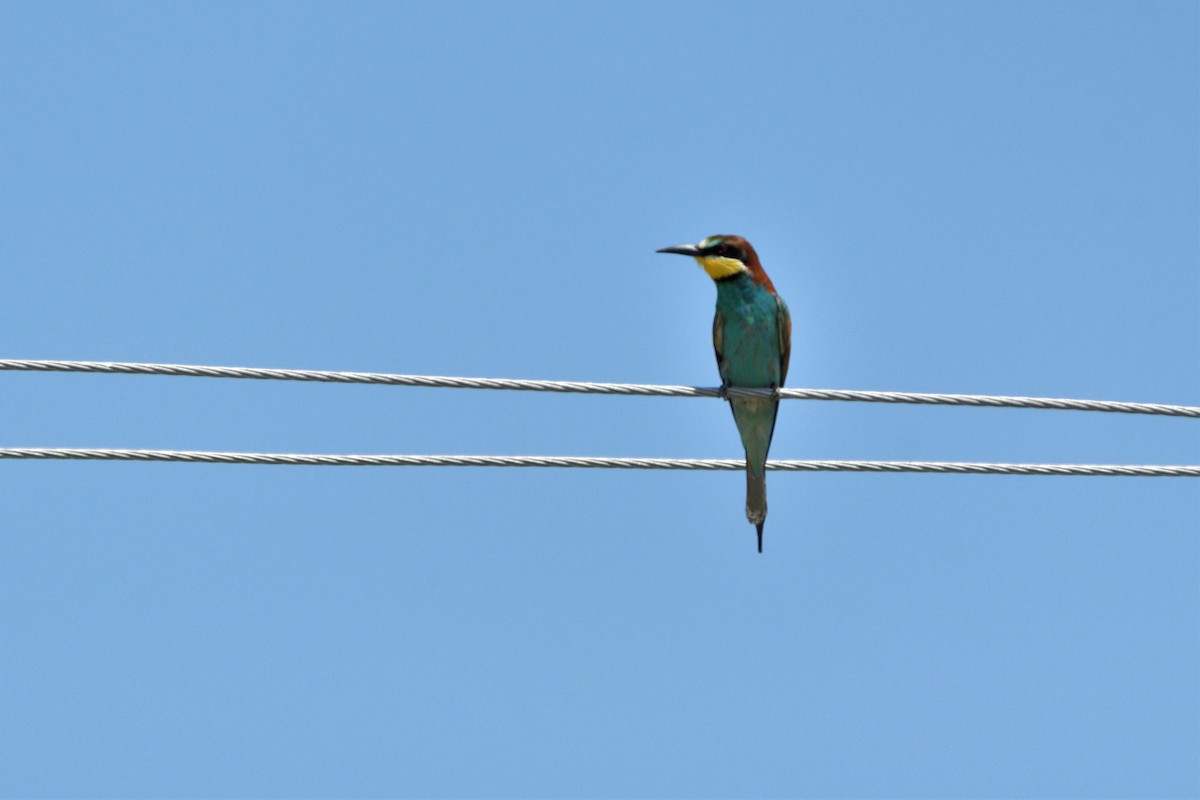 European Bee-eater - ML454440031