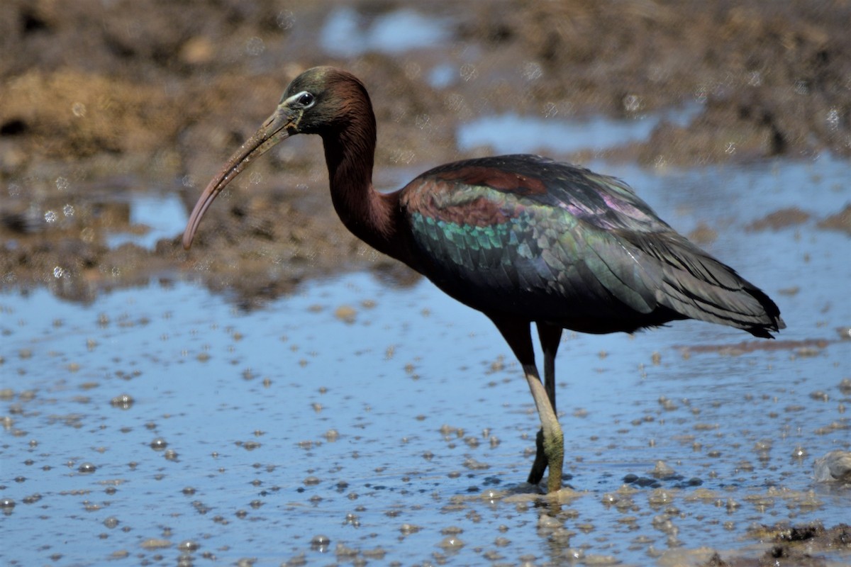ibis hnědý - ML454440271