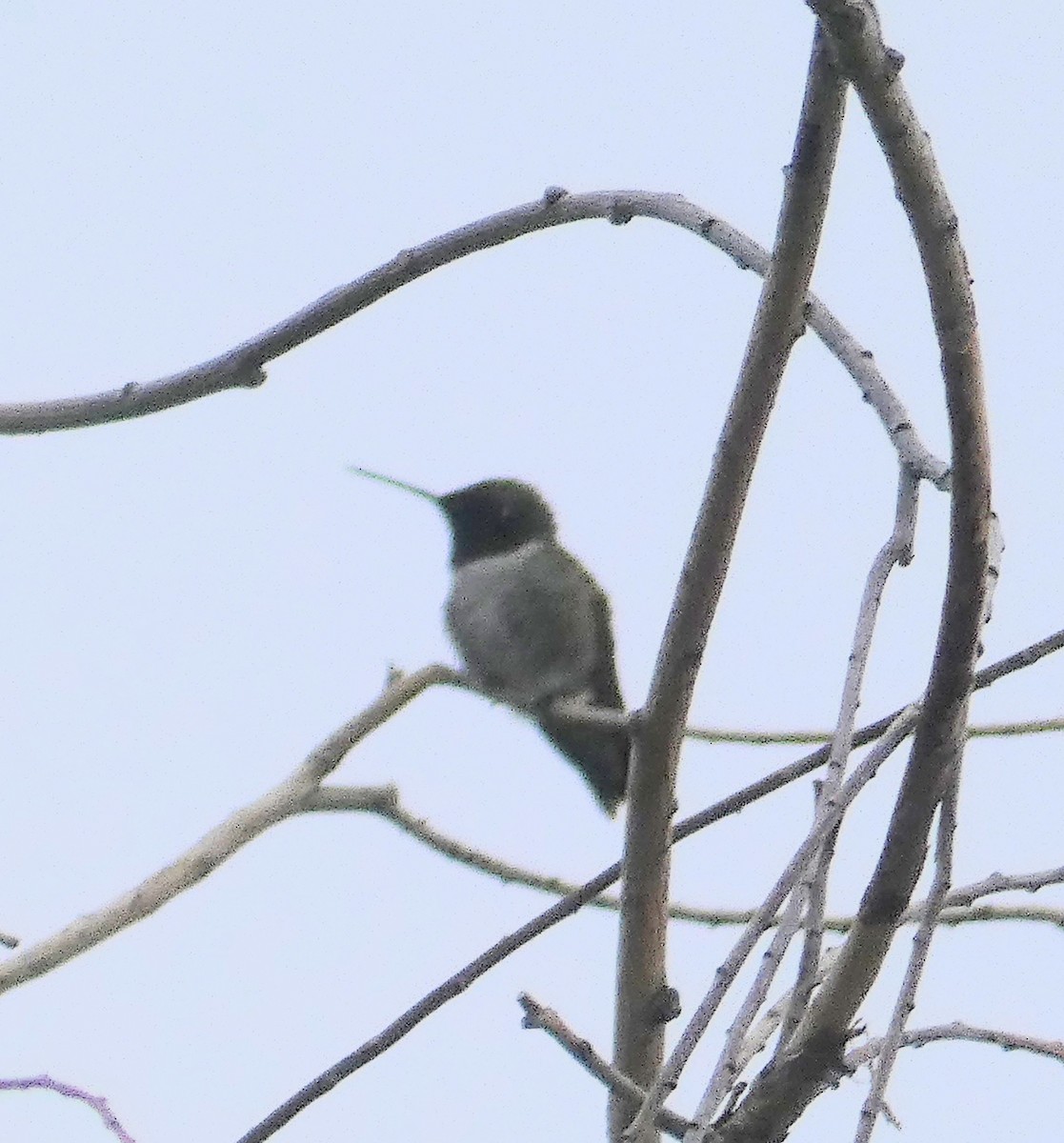 Black-chinned Hummingbird - ML454441521