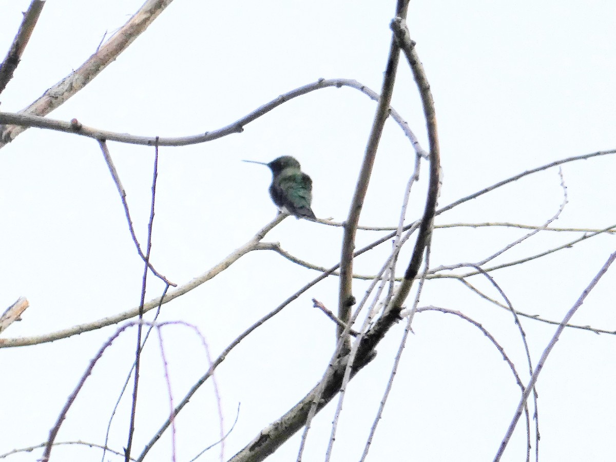 Black-chinned Hummingbird - ML454441541
