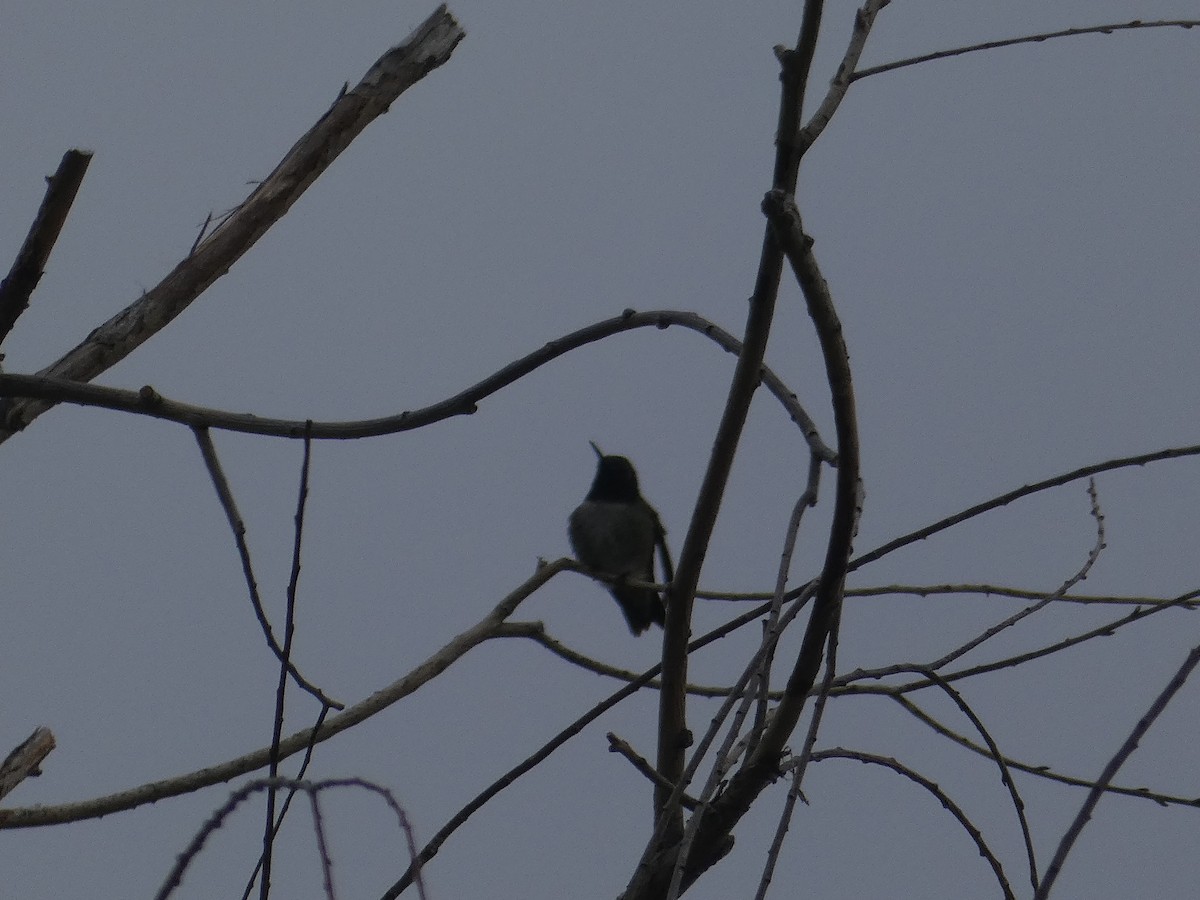 Black-chinned Hummingbird - ML454441561
