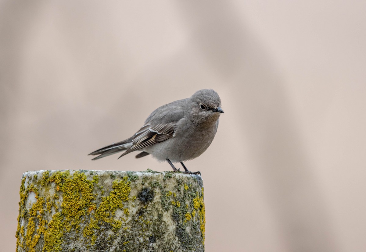 Townsend's Solitaire - ML45445071