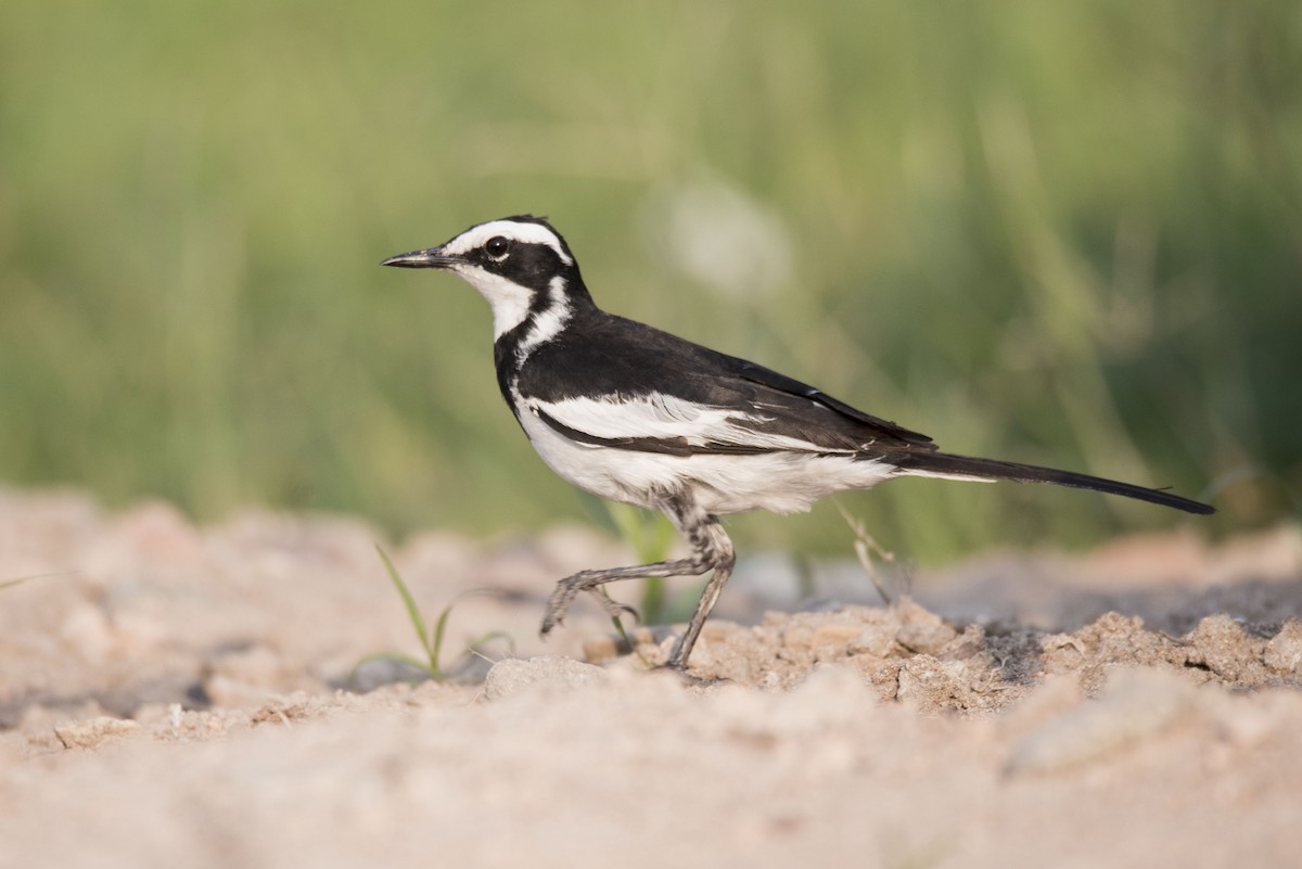 African Pied Wagtail - ML454454881