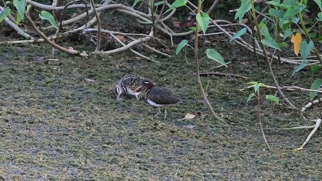 Greater Painted-Snipe - ML454455771