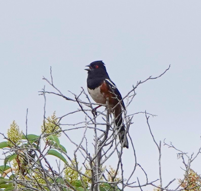 Spotted Towhee - ML454456001