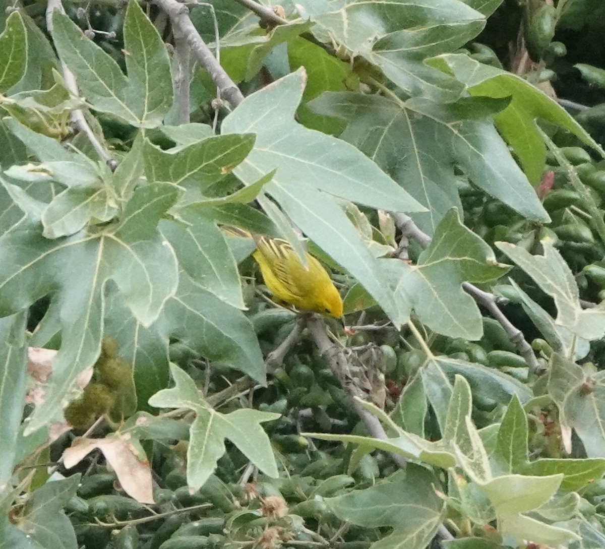 Yellow Warbler - ML454456631