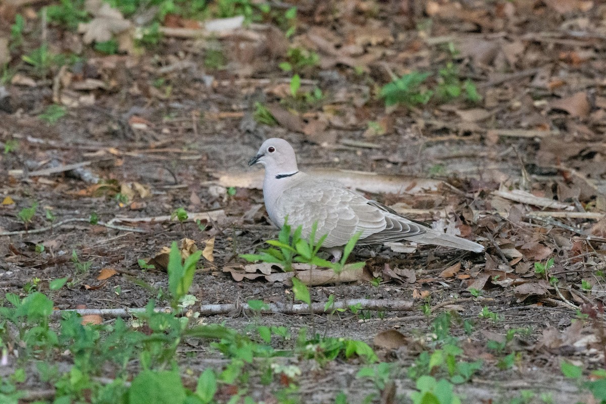 Eurasian Collared-Dove - ML454456741