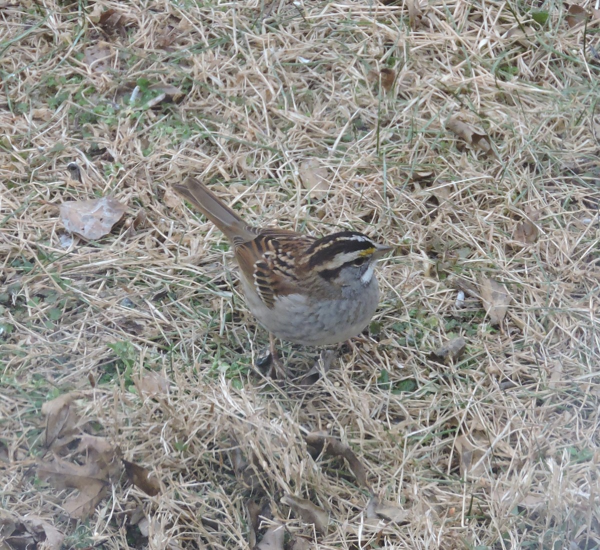 White-throated Sparrow - ML45446531