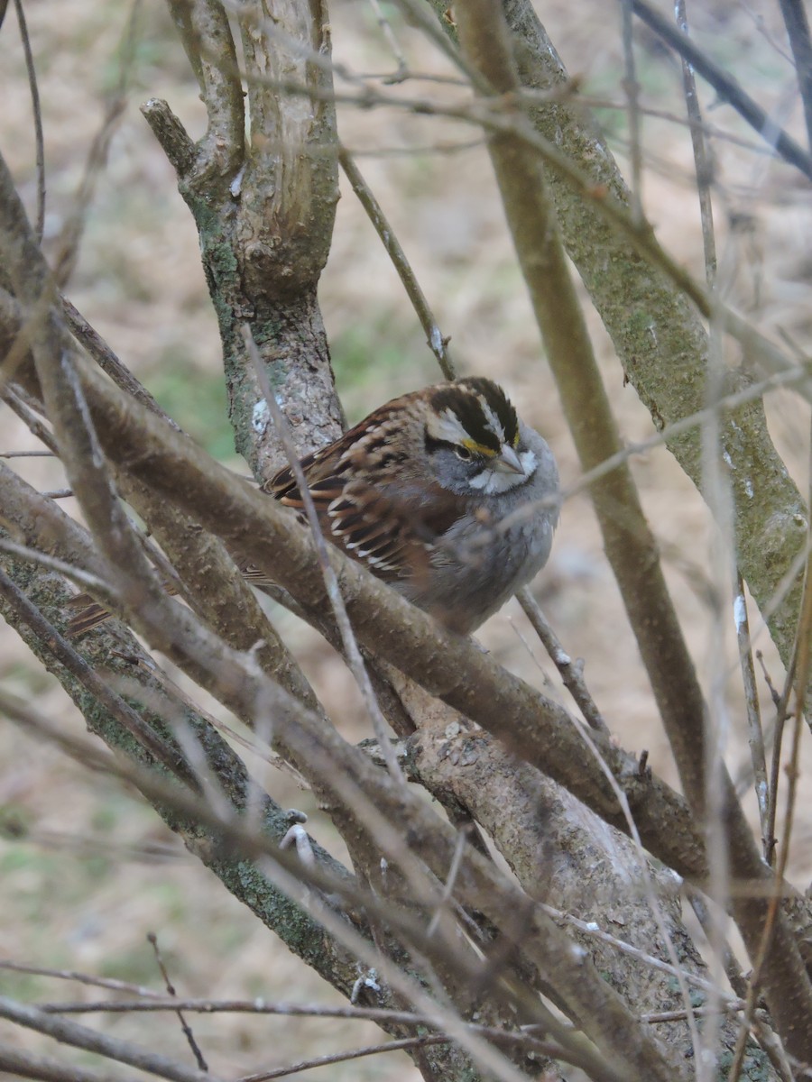 White-throated Sparrow - ML45446641