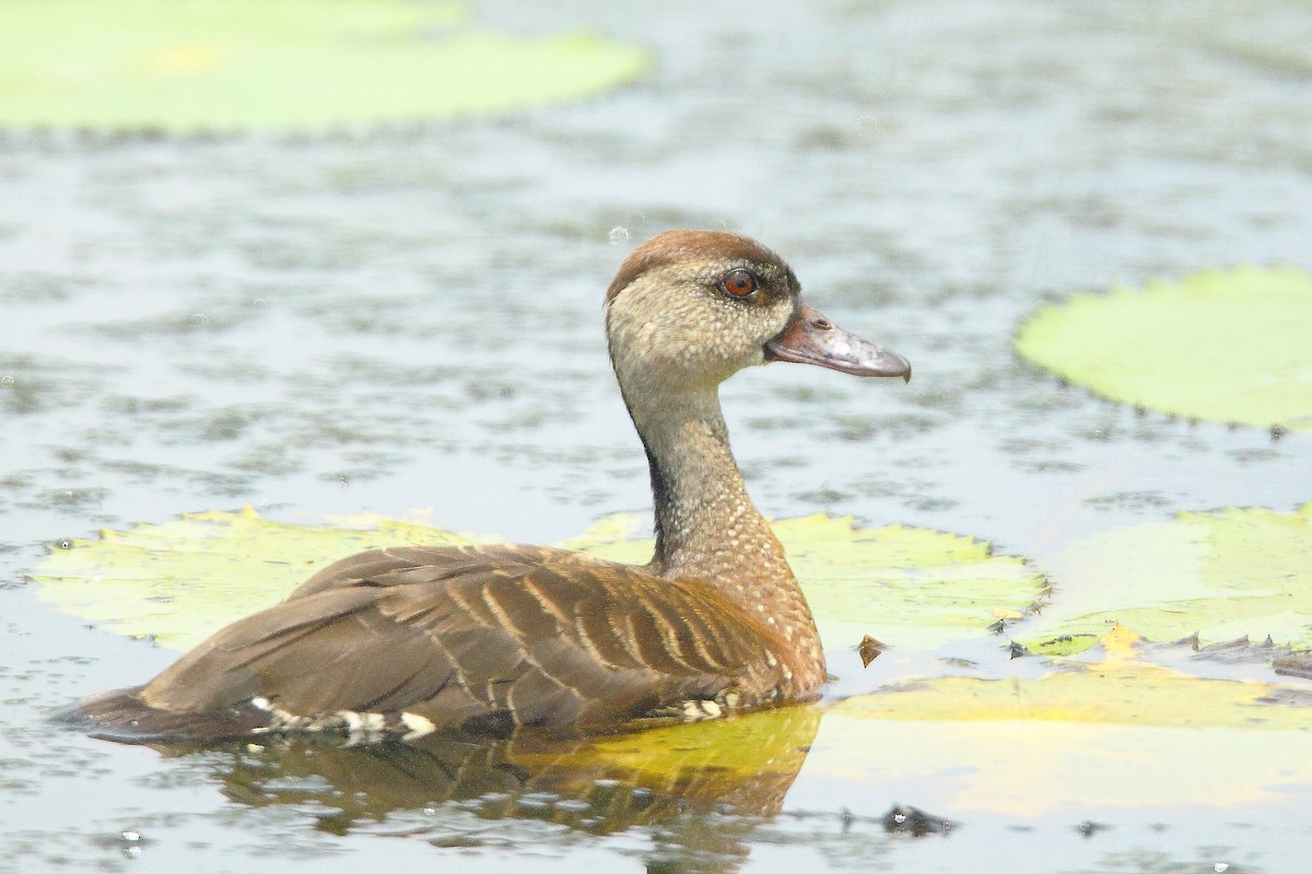 Spotted Whistling-Duck - Peter Crane