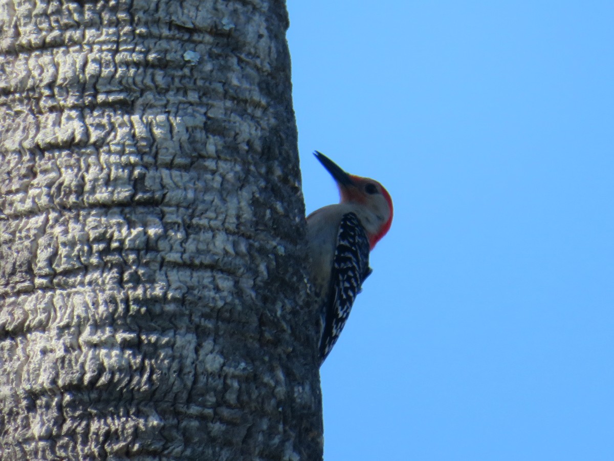 Red-bellied Woodpecker - ML454479061