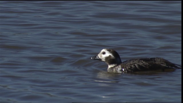 Long-tailed Duck - eBird