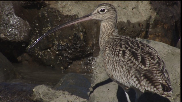  - Long-billed Curlew