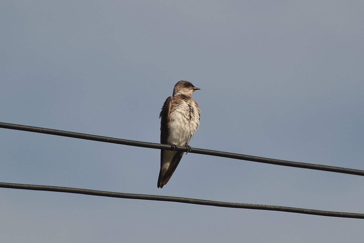Brown-chested Martin - ML454493081