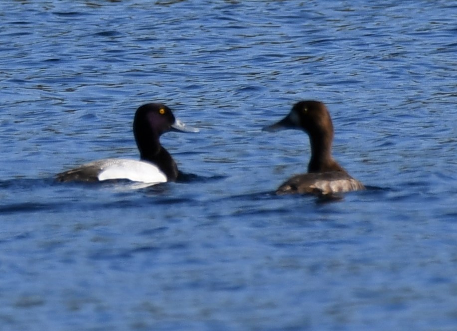Greater Scaup - ML454493401