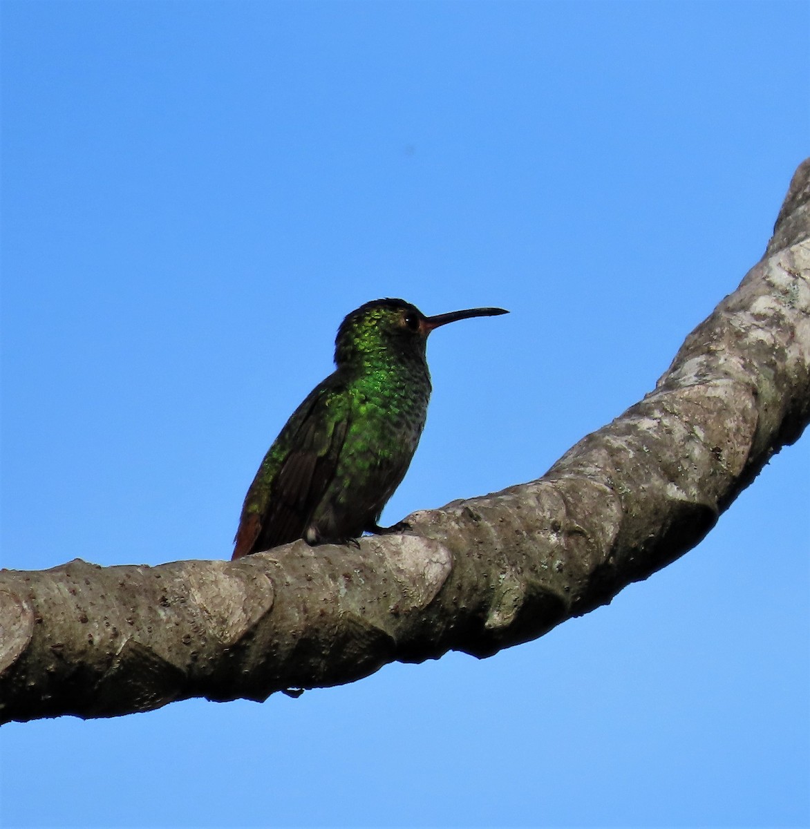 Rufous-tailed Hummingbird - ML454495591