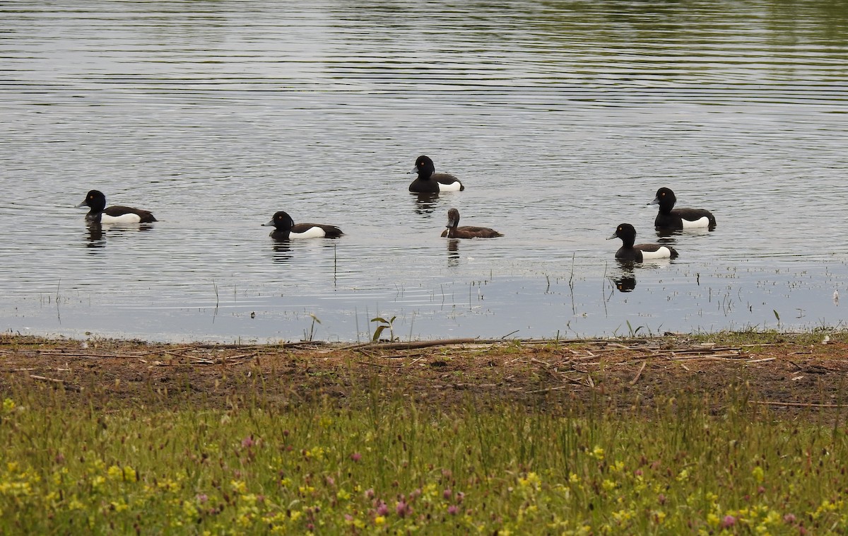 Tufted Duck - ML454504781