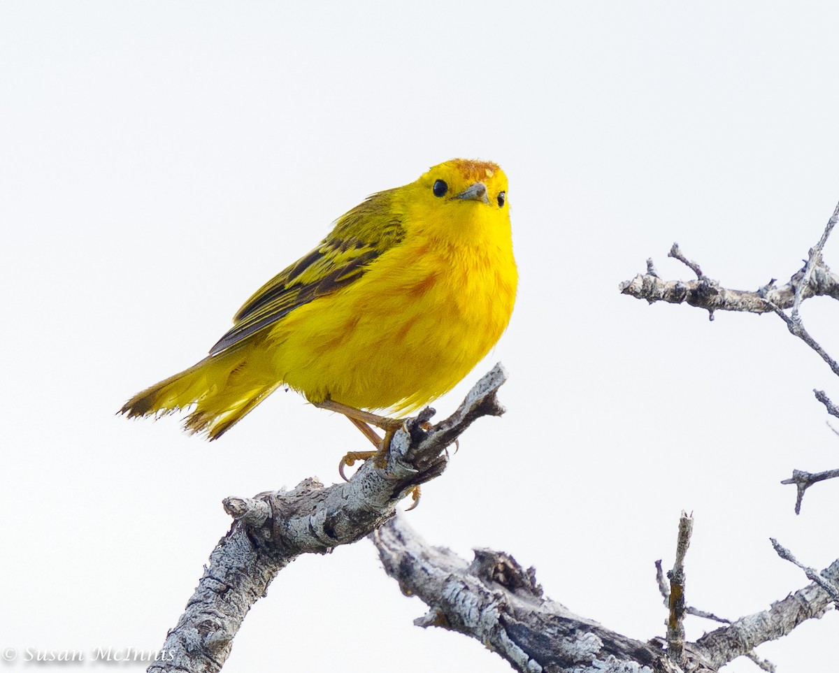 Yellow Warbler (Galapagos) - ML454505281